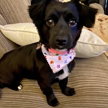 Pucci Pets - Perfect cut for our terrier mix! Adorable girly bandana. - Pet Groomers Near Me - Los Angeles, California Pucci Pets - Perfect cut for our terrier mix! Adorable girly bandana. - Pet Groomers Near Me - Los Angeles, California