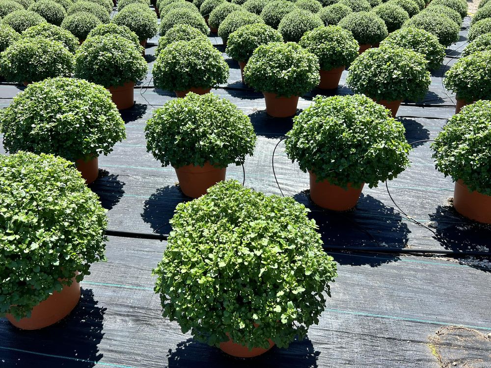 PERU GREENHOUSES & LANDSCAPING Updated October 2024 11 Photos