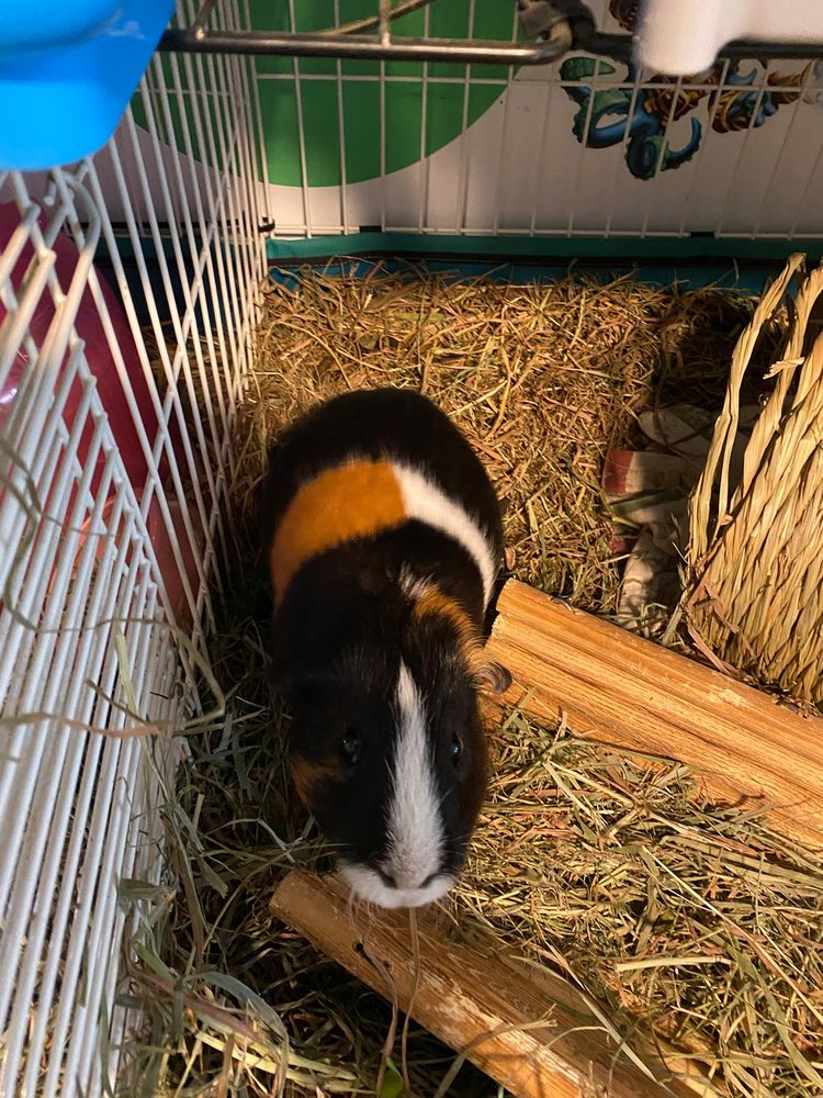 GUINEA PIG SANCTUARY Updated September 2024 10 Photos 129 Bridge