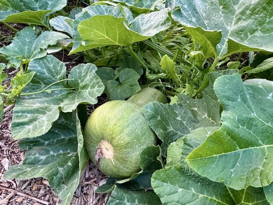 Olivewood Gardens and Learning Center by null