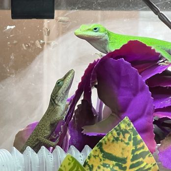 Rainbow Mealworms - Reptile Shops Near Me - Compton, California