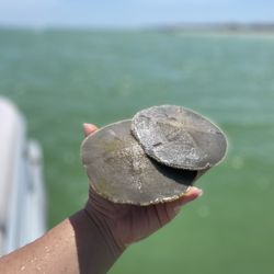 Cape Family Boat Rental - Sand dollars