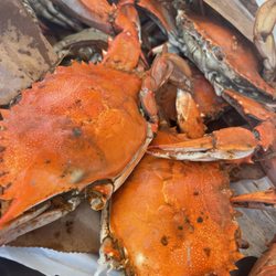 Crab Palace - Medium male crabs