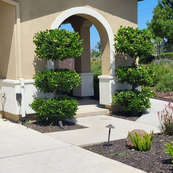 Flores Tree & Landscape - These are works of art after Luis and team took care of them - Tree Services Near Me
