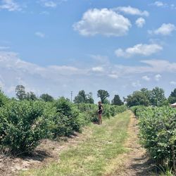 Blueberry Hill Farms