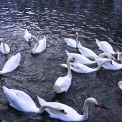 Alsterschwäne