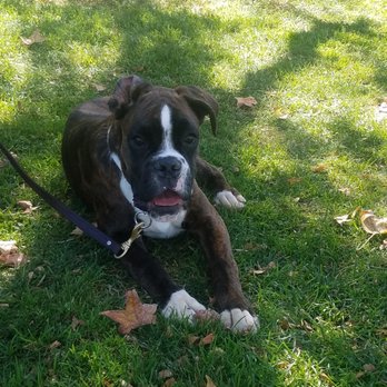 K9 Companions - Pet Training Near Me - Perris, California K9 Companions - Pet Training Near Me - Perris, California