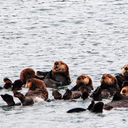 Get West Adventure Cruises - Rafts of sea otters are a common site in Tahsis Inlet, part of the Esperanza Adventure Cruise.