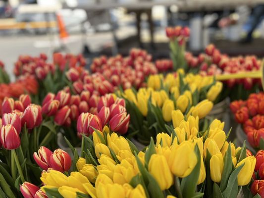 Temescal Farmer's Market by null