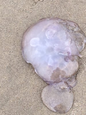 Beachside State Park by null