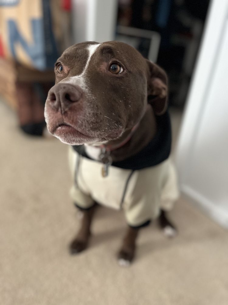 All Gods Creaturez - pet boarding facility in Columbus, OH
