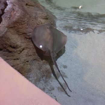 Living Shores Aquarium - Ray - Aquariums Near Me - Glen, New Hampshire