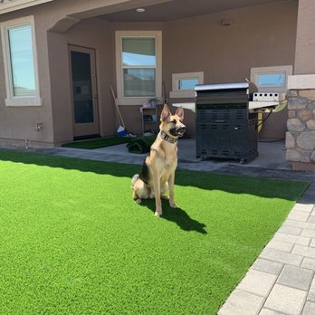 Sunburst Landscaping - a dog sitting on a lawn - Landscaping Near Me - Peoria, Arizona