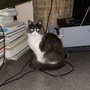 Photo of The Critter Sitter