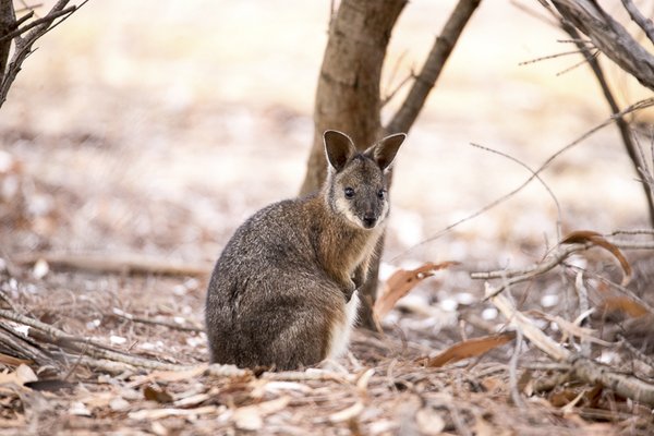 Exceptional Kangaroo Island by null