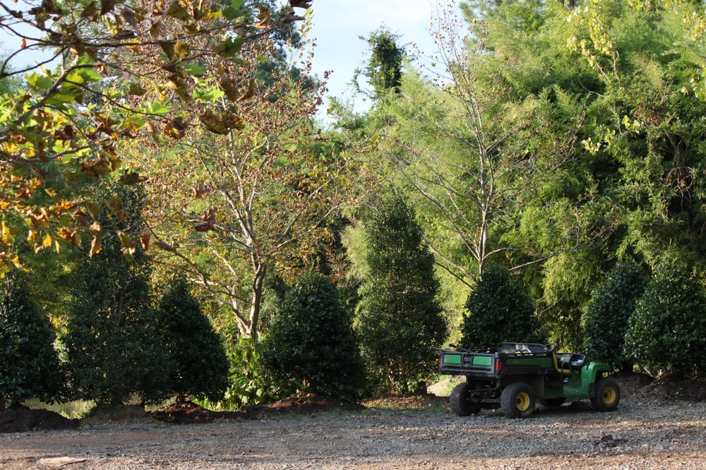 Mr Martini's Tree Farm - tree service in Charlotte, NC