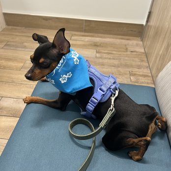 Aloha Veterinary Hospital - Veterinarians Near Me - Brea, California