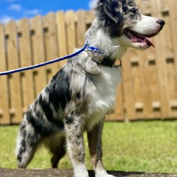 Kingdom K9 Training - Mabel showing off her style from one of our groomers.