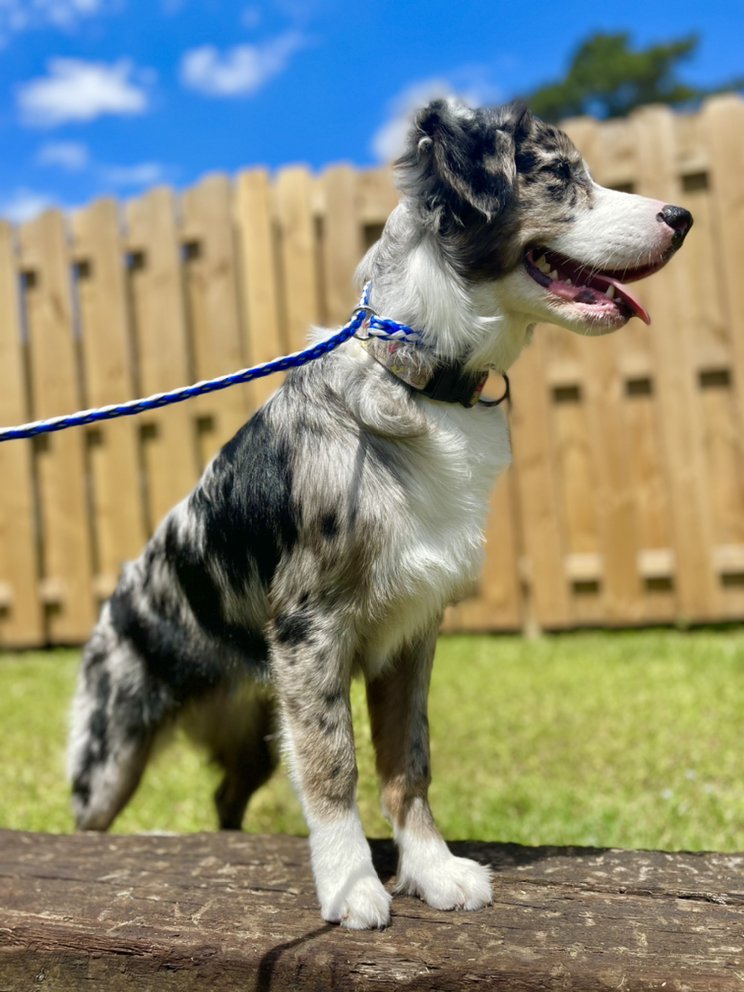 KINGDOM K9 TRAINING Updated June 2024 142 Freeman St, Darlington