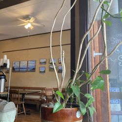 Space Monkey Coffee