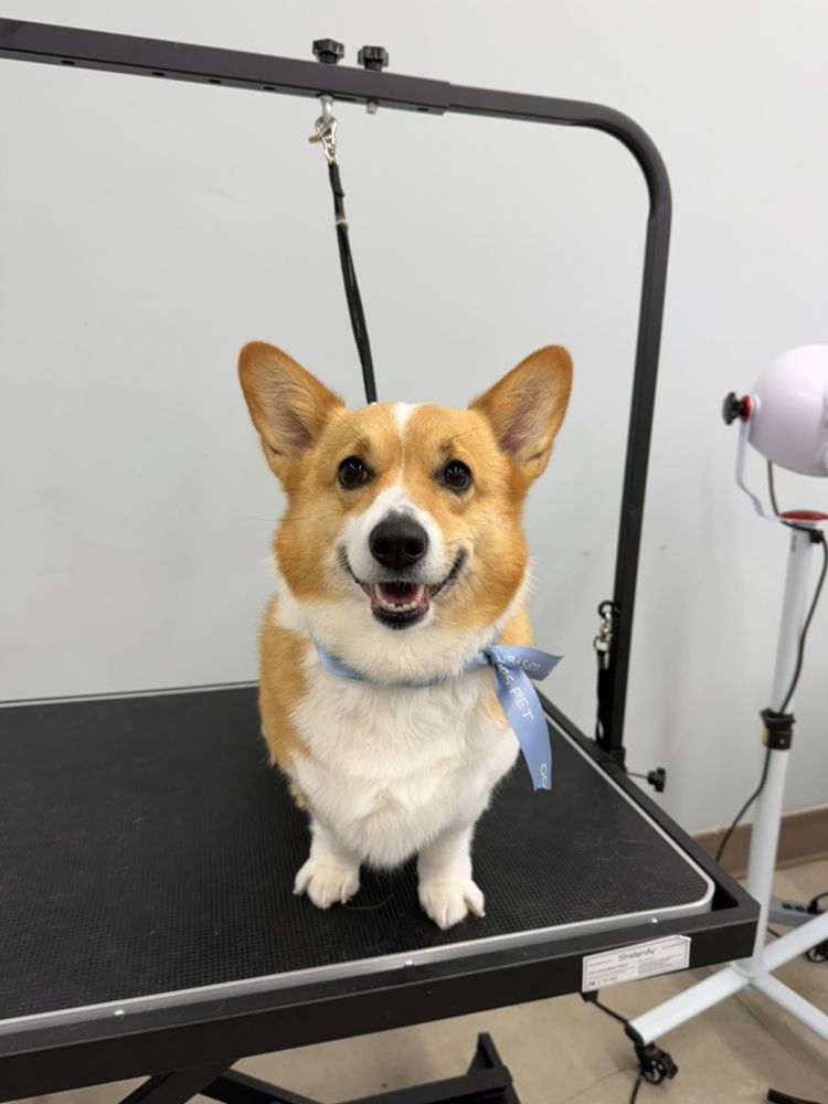 OOPS PET 205 Photos & 19 Reviews 15370 Alton Pkwy, Irvine, California Pet Groomers Phone