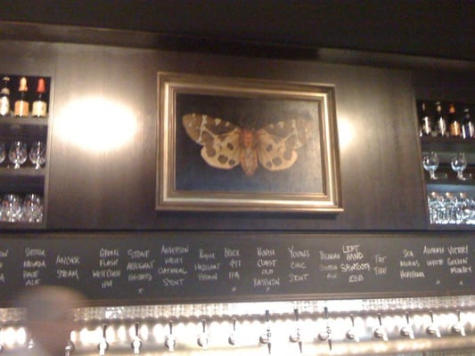 Meddlesome Moth by null