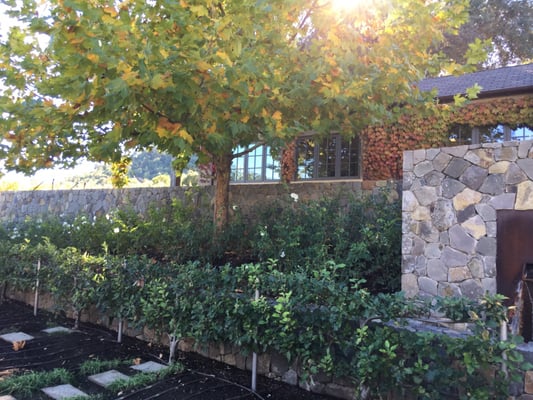 Staglin Family Vineyard by null