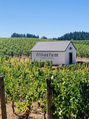 Trisaetum Winery by null