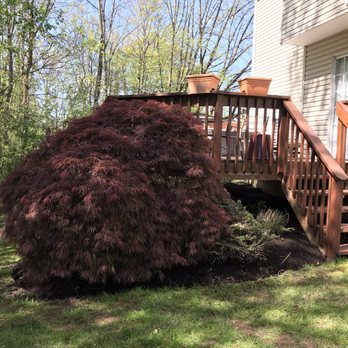 Manscapers landscaping - a tree that has fallen from a deck - Landscaping Near Me - Line Lexington, Pennsylvania Manscapers landscaping - a tree that has fallen from a deck - Landscaping Near Me - Line Lexington, Pennsylvania
