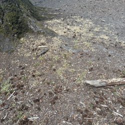 Fort Borst Park - Peanut shells everywhere, it's disgusting.