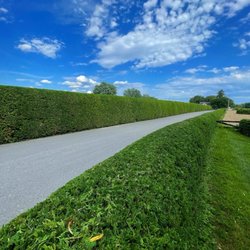 Walia's Landscape - Hedge trimming