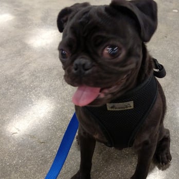 PetSmart - Pet Training Near Me - Huntington Beach, California PetSmart - Pet Training Near Me - Huntington Beach, California