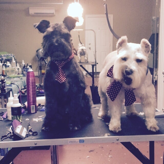 WENDYS PET GROOMING 39 Photos Pet Groomers 7719 Ben Fugler Rd