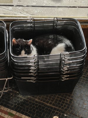 C.O. Bigelow Chemists by null