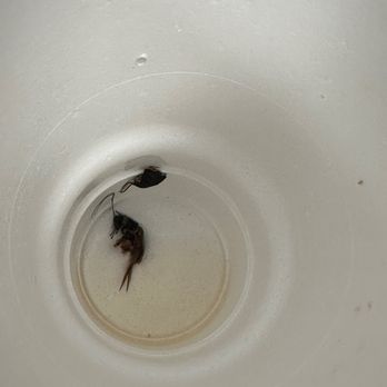 Whataburger - two dead bugs in a white bowl - Burgers Near Me - Houston, Texas