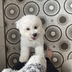 The Clip Joint - She did such a lovely job with her puppy coat