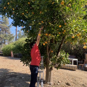 A Stone's Throw Winery - Oranges - Wineries Near Me - San Juan Capistrano, California A Stone's Throw Winery - Oranges - Wineries Near Me - San Juan Capistrano, California