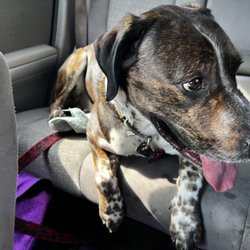 Bandits Pet Care and Services - Another Bandit picture! He's a happy boy who was tuckered out after our trail walk! Usually he is at the window trying to guess our stops.