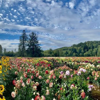 Old House Dahlias - Florists Near Me - Tillamook, Oregon Old House Dahlias - Florists Near Me - Tillamook, Oregon