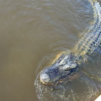 Ultimate Swamp Adventures - Tours Near Me - Westwego, Louisiana Ultimate Swamp Adventures - Tours Near Me - Westwego, Louisiana