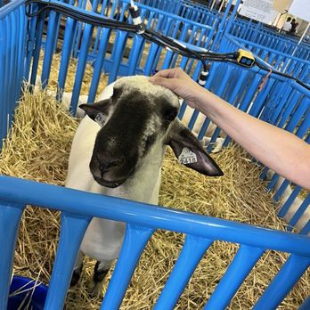 California State Fair - The sheep were friendly - Festivals Near Me - Sacramento, California