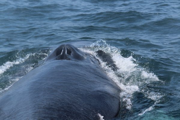 7 Seas Whale Watch by null