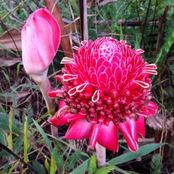 Twin Falls Trail - Hiking Near Me - Haiku, Hawaii Twin Falls Trail - Hiking Near Me - Haiku, Hawaii