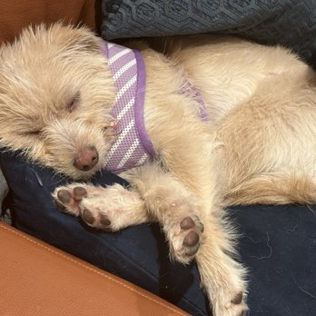 Smart Parke - Tired from playing with my friends all day. - Pet Boarding Near Me - Laguna Woods, California Smart Parke - Tired from playing with my friends all day. - Pet Boarding Near Me - Laguna Woods, California