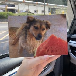 Walgreens - My dog as a 5 x 7 magnet.
