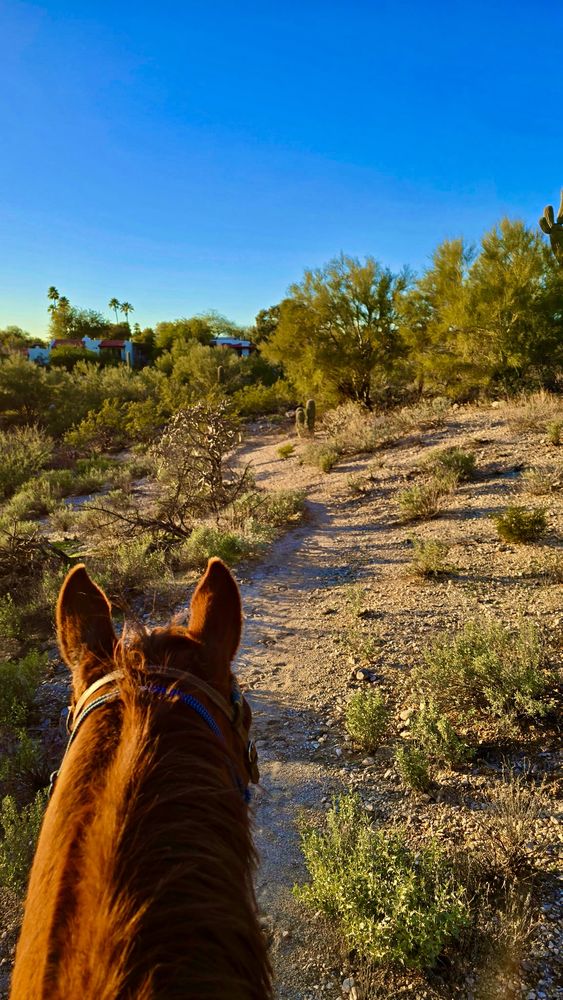 Tattered Saddle - equestrian in Tucson, AZ