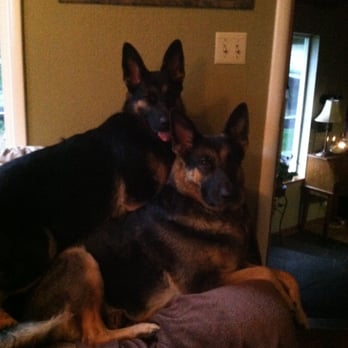 Peppy-O's Pet Waste Management - Pet Waste Removal Near Me - Salem, Oregon Peppy-O's Pet Waste Management - Pet Waste Removal Near Me - Salem, Oregon