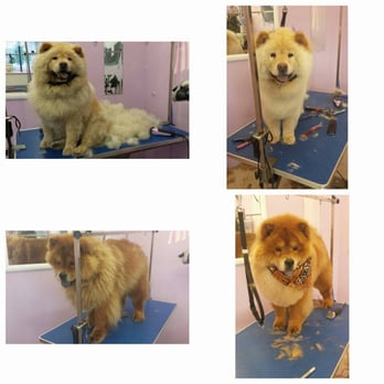 A Bath and a Biscuit - Pet Groomers Near Me - Vancouver, Washington A Bath and a Biscuit - Pet Groomers Near Me - Vancouver, Washington