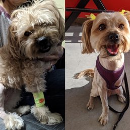 Before-and-after: Imperator Furryosa needed evening out after a surgical shave Before-and-after: Imperator Furryosa needed evening out after a surgical shave