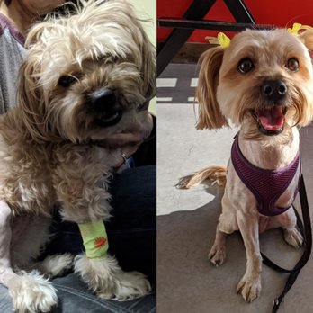 Red Carpet Dog Grooming - Before-and-after: Imperator Furryosa needed evening out after a surgical shave - Pet Groomers Near Me - Oceanside, California Red Carpet Dog Grooming - Before-and-after: Imperator Furryosa needed evening out after a surgical shave - Pet Groomers Near Me - Oceanside, California
